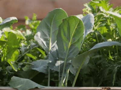 Sustainable Gardening