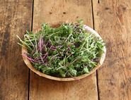 Pink Micro Salad Mix, Organic, Aconbury Sprouts (70g)
