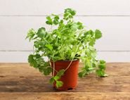 Coriander Plant, Organic