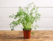 Dill Plant, Organic