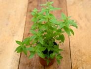 Lemon Verbena Plant, Organic