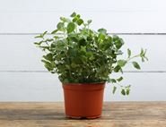 Oregano Plant, Organic