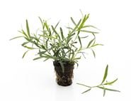 Tarragon, Organic