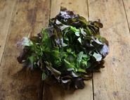 Red Lettuce, Organic (1 head)
