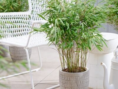 Fargesia Rufa | Bamboo