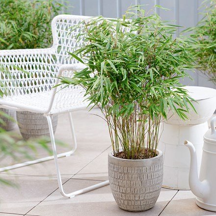 Fargesia Rufa | Bamboo