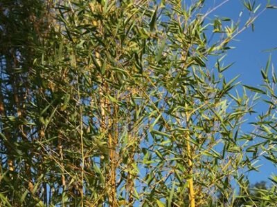 Phyllostachys Aurea | Fishpole Bamboo