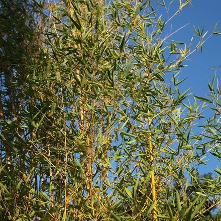 Phyllostachys Aurea | Fishpole Bamboo