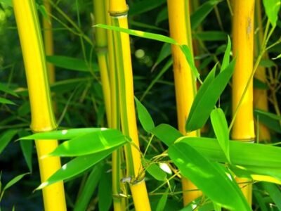 Phyllostachys Aureosulcata F. Spectabilis | Showy Yellow-Groove Bamboo