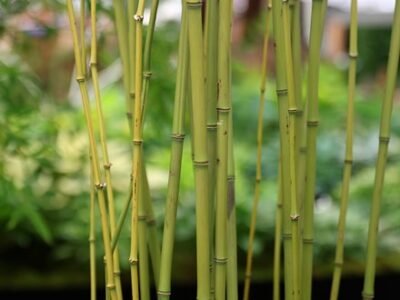 Phyllostachys Bissetii | Bamboo