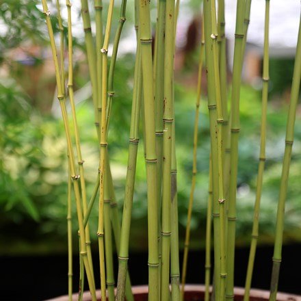 Phyllostachys Bissetii | Bamboo