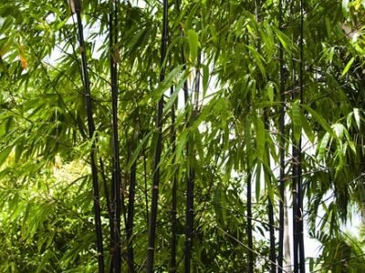 Phyllostachys Nigra | Black Bamboo