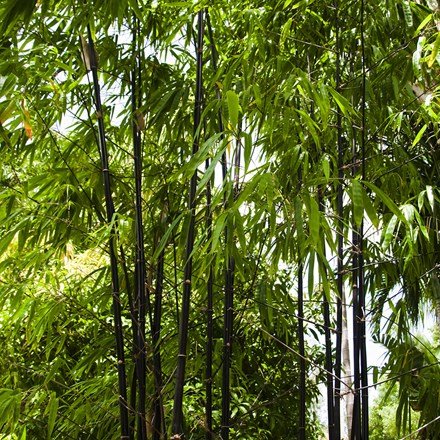 Phyllostachys Nigra | Black Bamboo