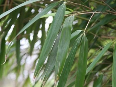 Pseudosasa Japonica | Arrow Bamboo