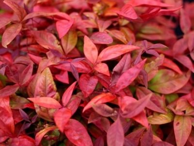 Nandina Domestica Blush Pink | Heavenly Bamboo
