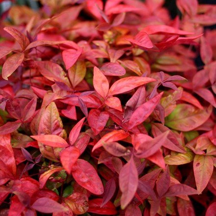 Nandina Domestica Blush Pink | Heavenly Bamboo