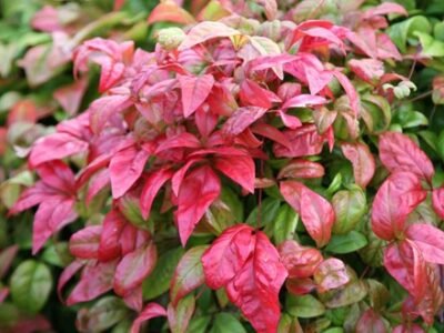 Nandina domestica Fire Power | Heavenly Bamboo |