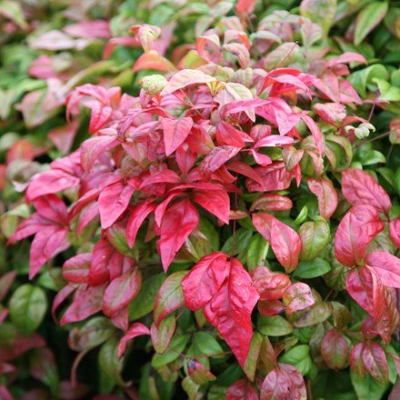 Nandina domestica Fire Power | Heavenly Bamboo |