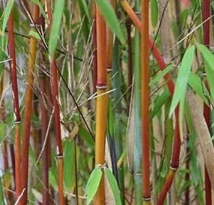 Fargesia Red Panda | Umbrella Bamboo