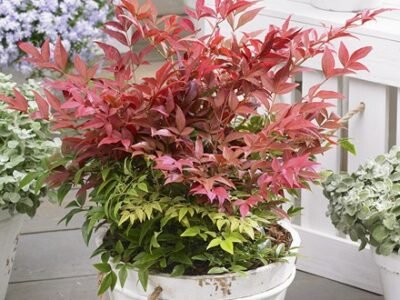 Nandina Domestica Obsessed | Heavenly Bamboo