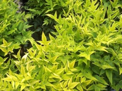 Nandina Domestica Magical Lemon And Lime | Heavenly Bamboo
