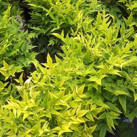 Nandina Domestica Magical Lemon And Lime | Heavenly Bamboo