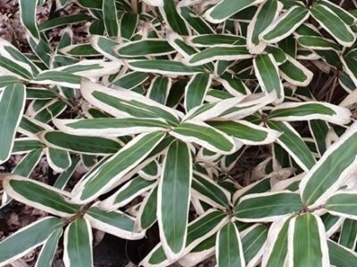 Sasa Veitchii | Veitchs Bamboo