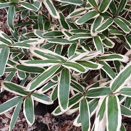 Sasa Veitchii | Veitchs Bamboo