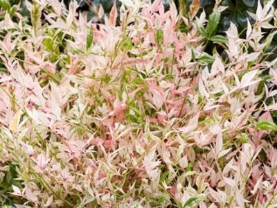Nandina Domestica Twilight | Heavenly Bamboo