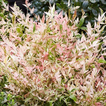 Nandina Domestica Twilight | Heavenly Bamboo