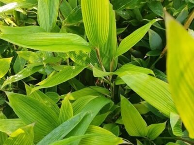 Shibataea Kumasasa | Ruscus-Leaved Bamboo