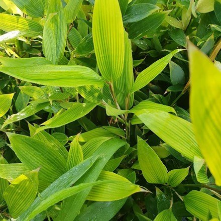 Shibataea Kumasasa | Ruscus-Leaved Bamboo