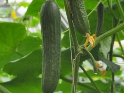 Cucumber Marketmore | Organic Cucumber