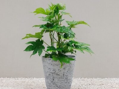 H52Cm Recycled Plastic Round Planter In Grey By Primrose