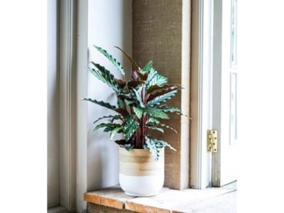 Bamboo White Planter