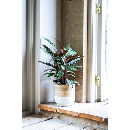 Bamboo White Planter