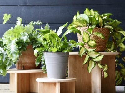 H8.5cm Wooden Bamboo Mini Plant Showcase