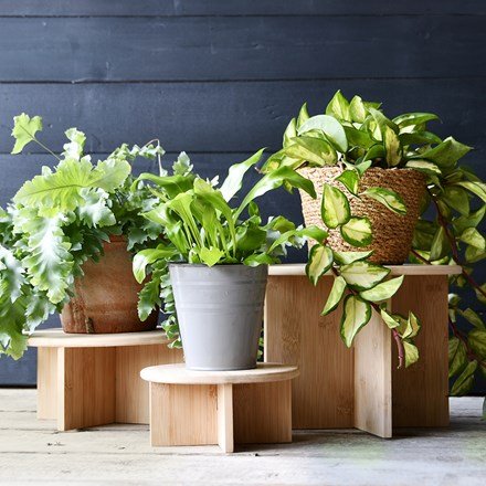 H8.5cm Wooden Bamboo Mini Plant Showcase