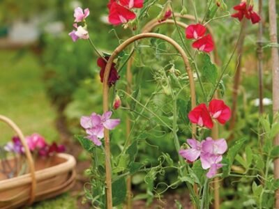 150cm Bamboo Hoops | 3 Pack | Grow It