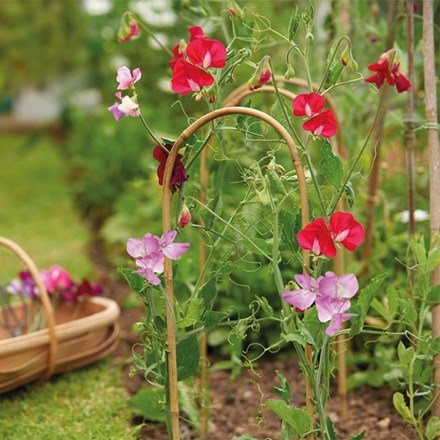 150cm Bamboo Hoops | 3 Pack | Grow It