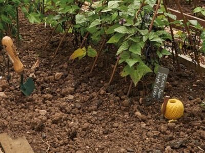 Willow Plant Sticks Bamboo Style
